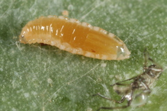 Aphidoletes