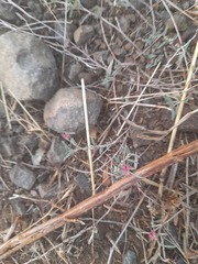 Indigofera linifolia