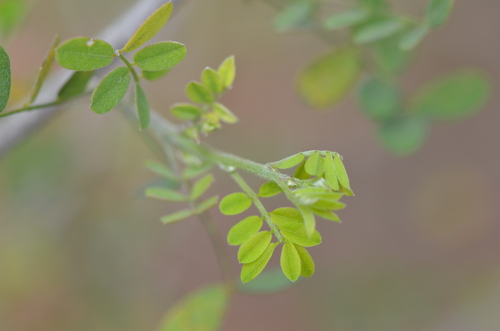 Image of Coursetia axillaris by no rights reserved