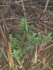 Andrographis echioides