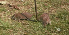 Rattus norvegicus