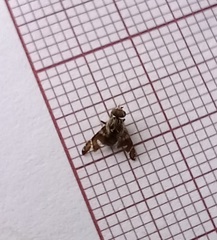 Procecidochares utilis