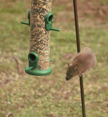Rattus norvegicus