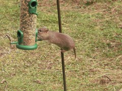 Rattus norvegicus
