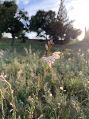 Asphodelus fistulosus