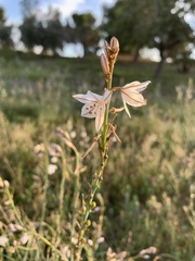 Asphodelus fistulosus