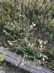 Asphodelus fistulosus