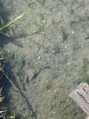 Poecilia latipinna