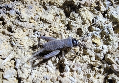 Svercacheta siamensis