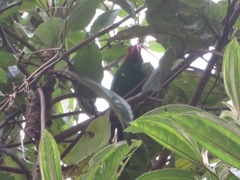 Chlorornis riefferii