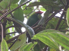 Chlorornis riefferii