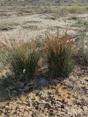 Juncus rigidus