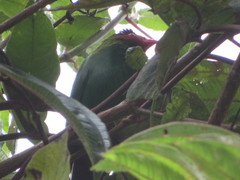 Chlorornis riefferii