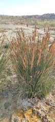Juncus rigidus