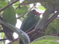 Chlorornis riefferii