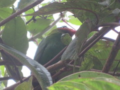 Chlorornis riefferii