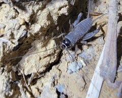 Svercacheta siamensis