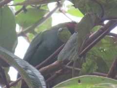 Chlorornis riefferii