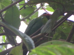 Chlorornis riefferii