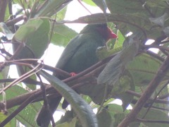 Chlorornis riefferii