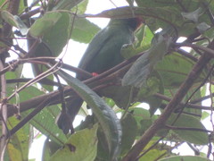 Chlorornis riefferii