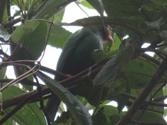 Chlorornis riefferii