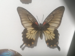 Papilio lowii