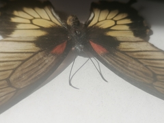 Papilio lowii