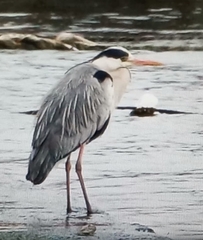 Ardea cinerea
