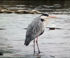 Ardea cinerea