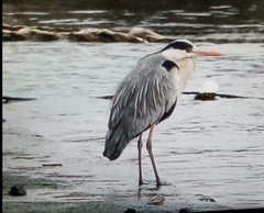 Ardea cinerea