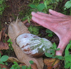Megalobulimus popelairianus