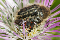 Pseudoanthidium canariense