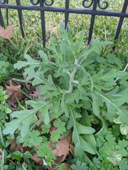 Engelmannia peristenia