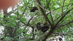 Ravenelia platensis
