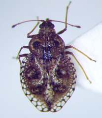 Dictyla rotundata