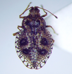 Dictyla rotundata