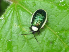 Asphaera albomarginata