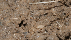 Haplophthalmus danicus