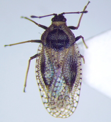 Dictyla echii