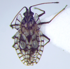 Galeatus inermis