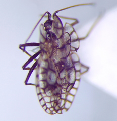 Galeatus inermis