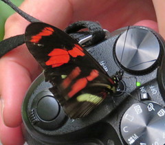 Heliconius telesiphe