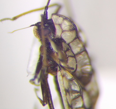 Galeatus inermis