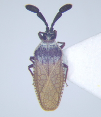 Copium teucrii