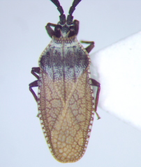 Copium teucrii