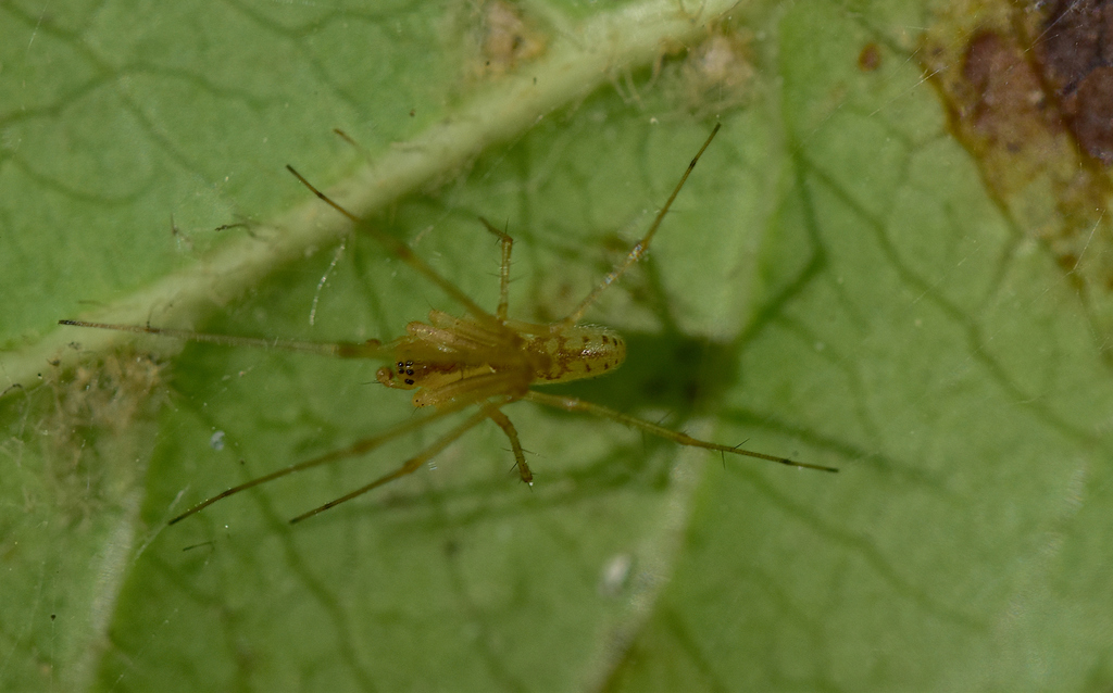 Sheetweb Spiders