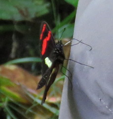 Heliconius telesiphe