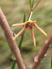 Brachystelma chloranthum