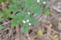 Glandularia quadrangulata